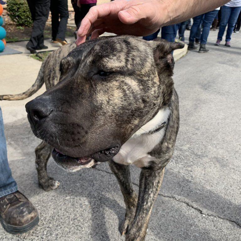 KY HUMANE SOCIETY - ETHAN ADOPTION CEREMONY 3-10-2021 2.jfif